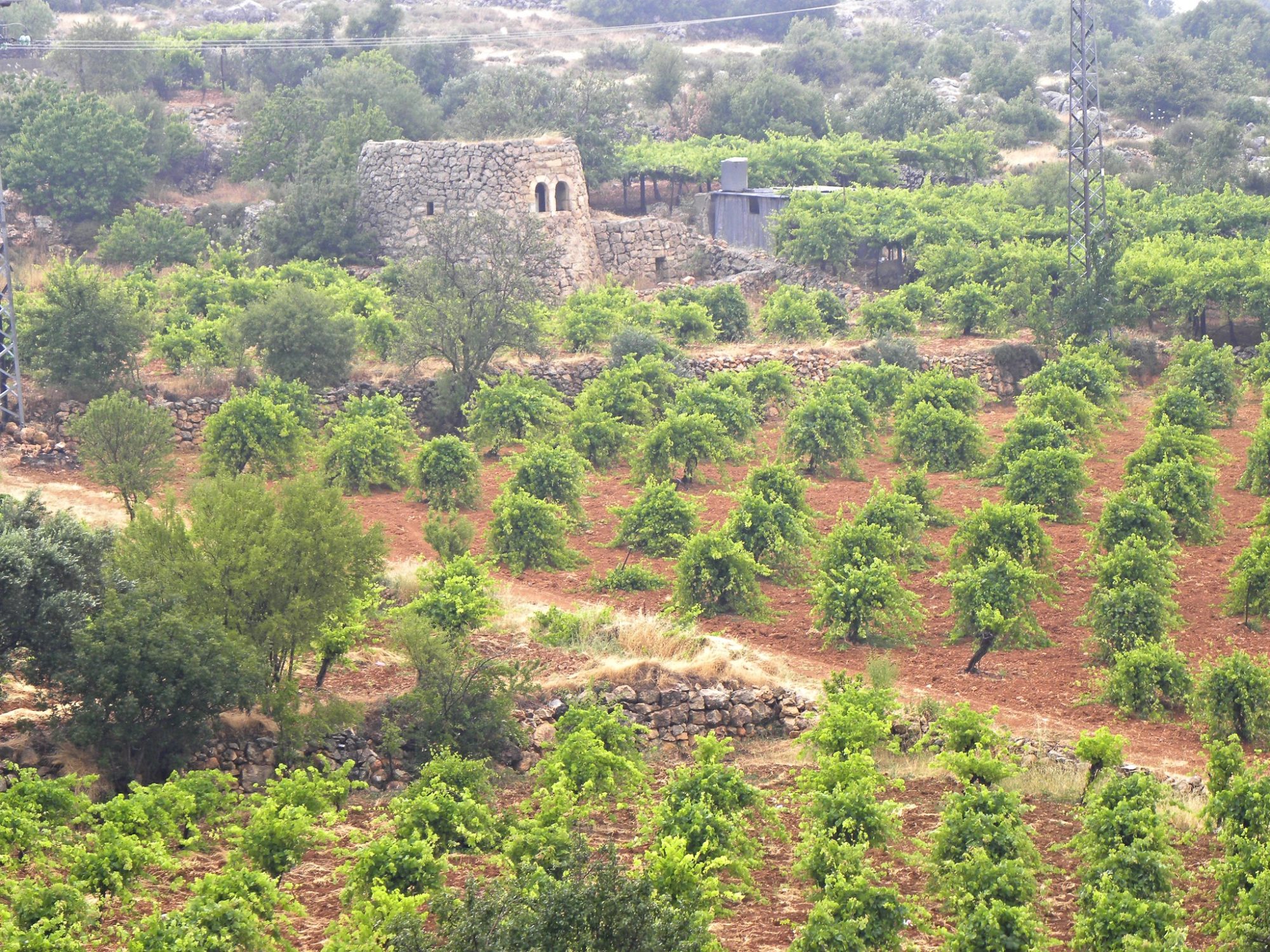Watchtower in vineyard