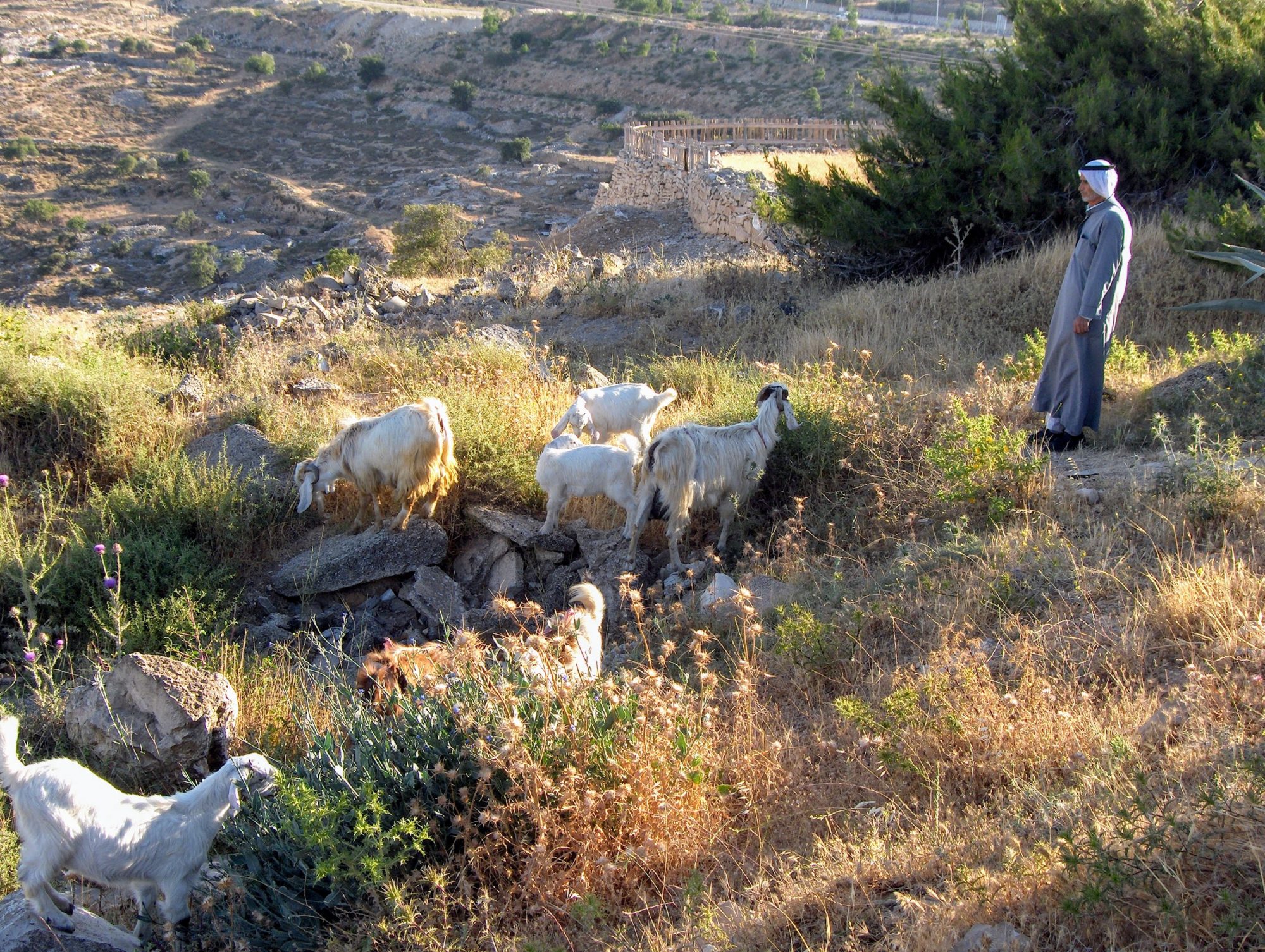 A shepherd tending sheep outside Jerusalem